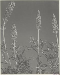 216. Reseda lutea, wild mignonette