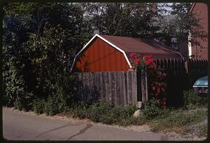 Red flowers by a fence and shed