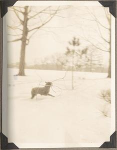 A Boston terrier runs in the snow with a branch in its jaws