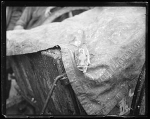 Fish on a piece of fabric