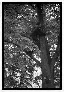 A man in a tree