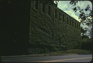 Ivy-covered wall of building