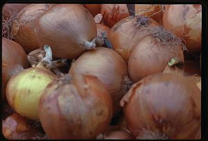 Onions