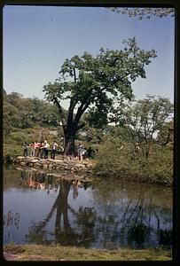 Group of people standing by a body of water, tree in center