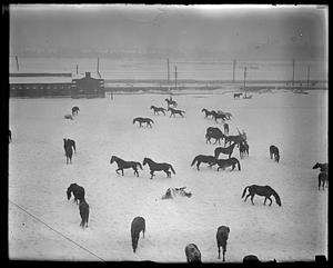 Cavalry horses at Commonwealth Armory frolic in snow