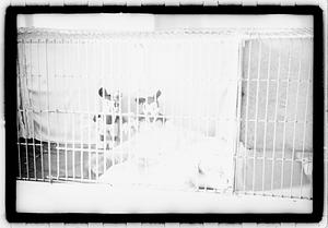 Cat show