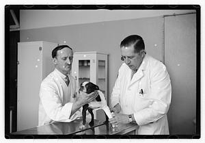 Dr. Dailey Angell Memorial Animal Hospital