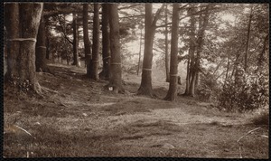 Distribution Department, Low Service Spot Pond Reservoir, pine grove, eastern shore, south of Old Pepe's Cove (interior of Bullet Point); verso, "elevation of camera is about 4 feet; the picture is not tipped", Stoneham, Mass., Jul. 1898