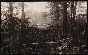 Distribution Department, Low Service Spot Pond Reservoir, verso, "from land; shows a very few of the fine oaks and tupelos as described; in the distance are the trees--a different portion of which are seen again in no. 18", Stoneham, Mass., Jul. 1898