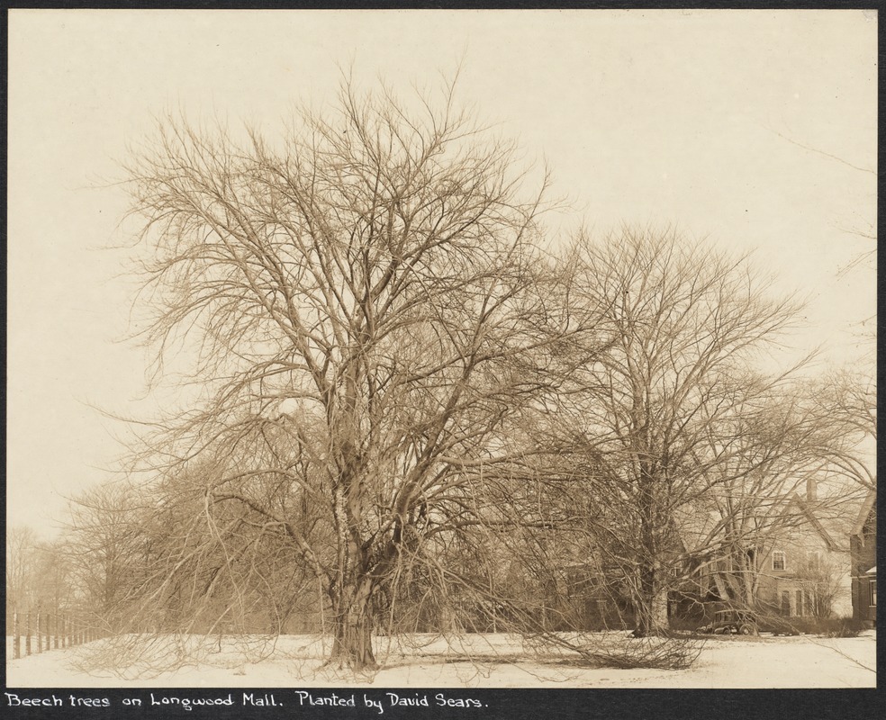 Beech trees on Longwood Mall