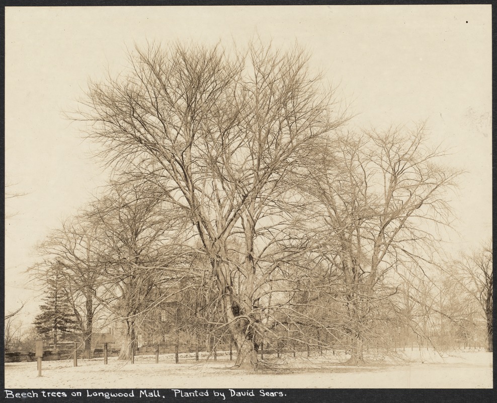 Beech trees on Longwood Mall