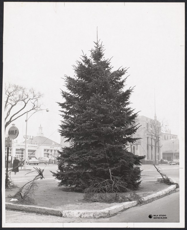 Christmas Tree, Coolidge Corner