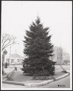 Christmas tree at Coolidge Corner