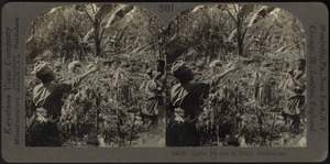 Coffee pickers at work, Guadeloupe, F.W.I.