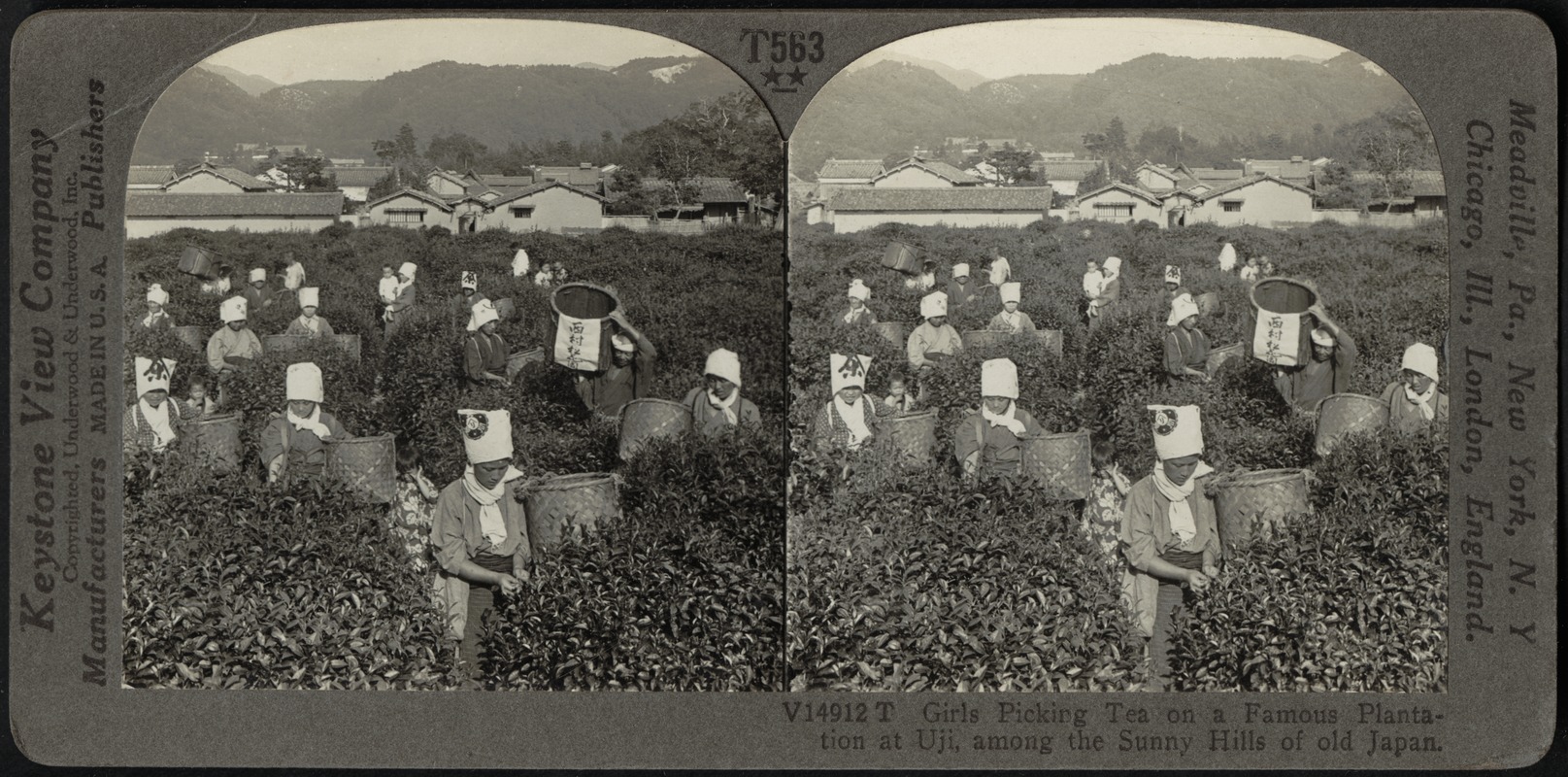 Girls picking tea on plantation at Uji, Japan