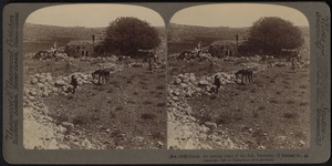 Shiloh, the resting place of the Ark, Palestine (I Samuel iv : 4)