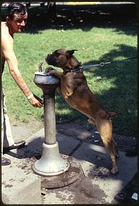 Dog drinking from water fountain