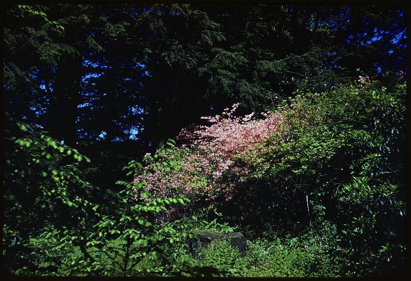 Flowers, Arnold Arboretum