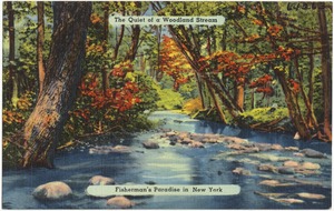 The quiet of a woodland stream. Fisherman's paradise in New York