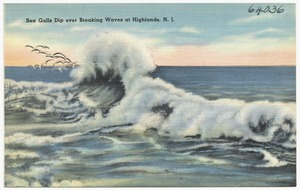 Sea gulls dip over breaking waves at Highlands, N.J.