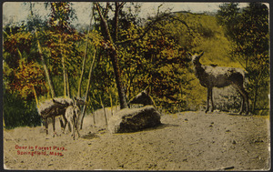 Deer in Forest Park, Springfield, Mass.