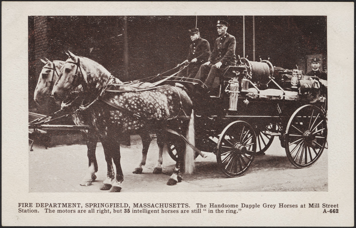 Fire Department, Springfield, Massachusetts. The handsome dapple grey horses  at Mill Street Station. The motors are all right, but 35 intelligent horses  are still in the ring. - Digital Commonwealth