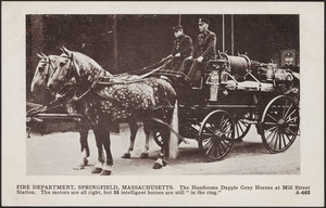 Fire Department, Springfield, Massachusetts. The handsome dapple grey horses at Mill Street Station. The motors are all right, but 35 intelligent horses are still "in the ring."