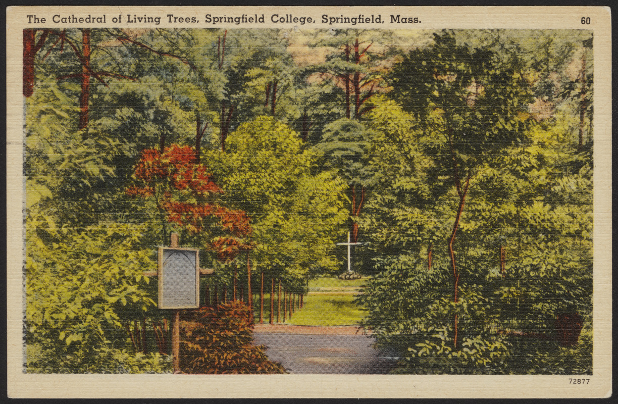 The Cathedral of Living Trees, Springfield College, Springfield, Mass ...