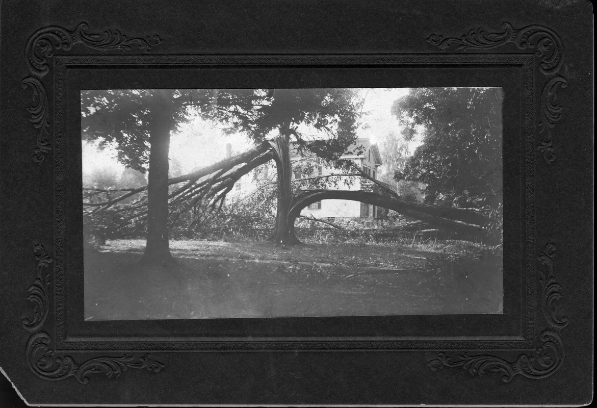 Tree damage, July 5, 1911