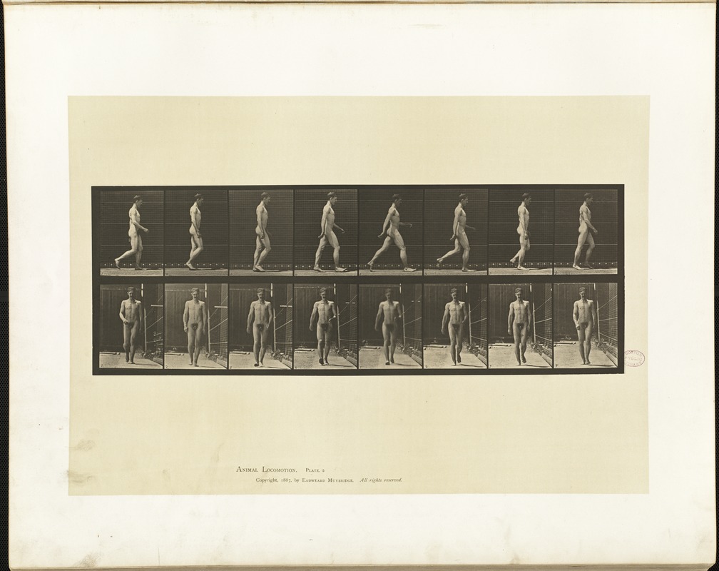 Animal locomotion. Plate 5