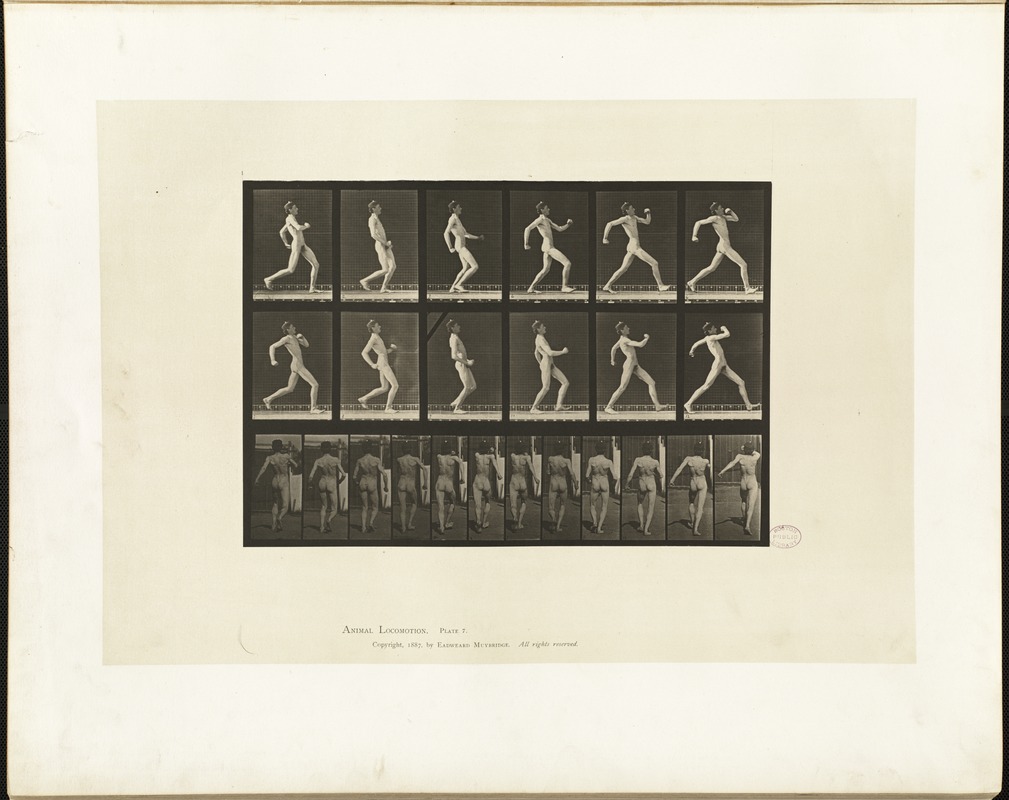 Animal locomotion. Plate 7