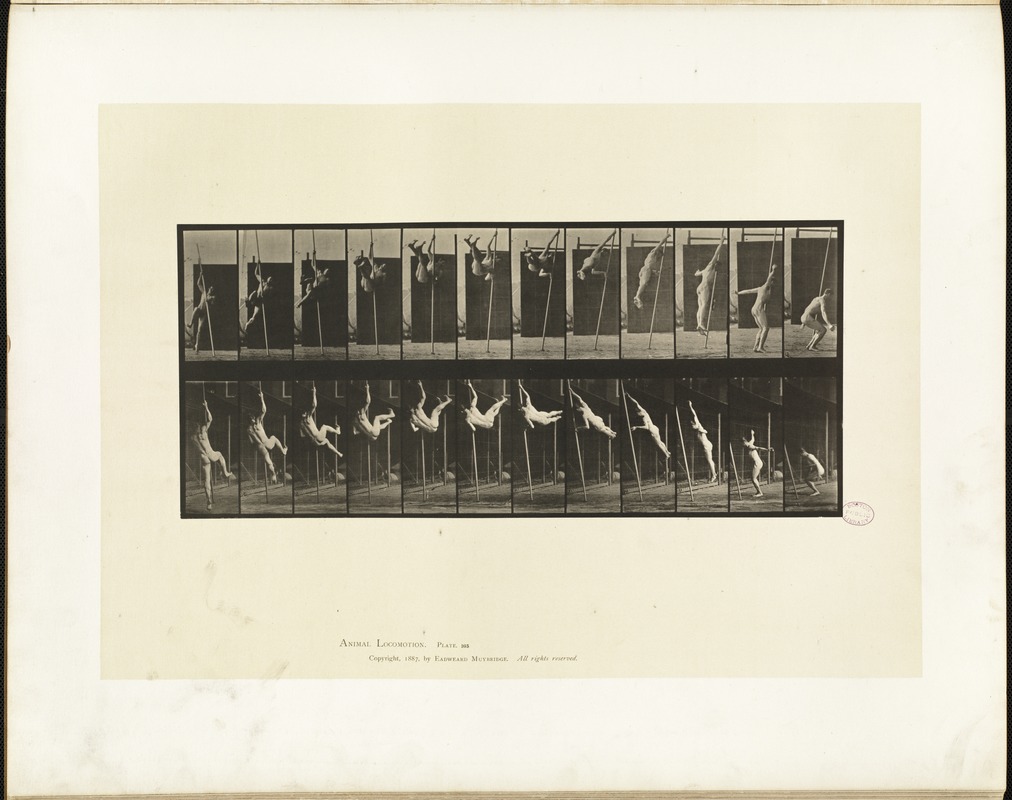 Animal locomotion. Plate 165