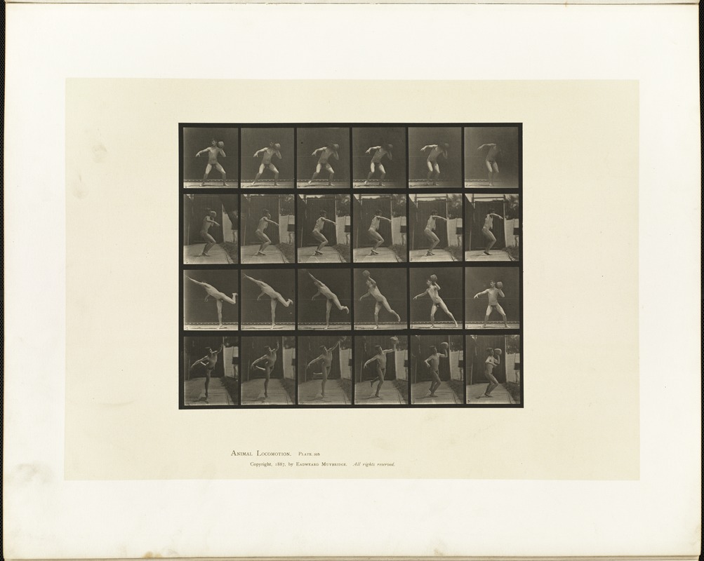 Animal locomotion. Plate 315