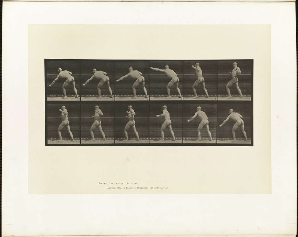 Animal locomotion. Plate 343