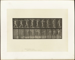 Animal locomotion. Plate 384