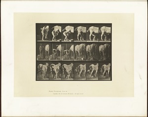 Animal locomotion. Plate 509