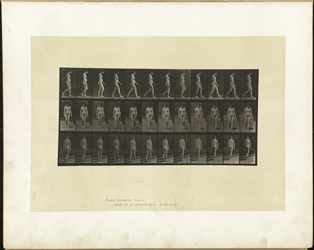 Animal locomotion. Plate 13