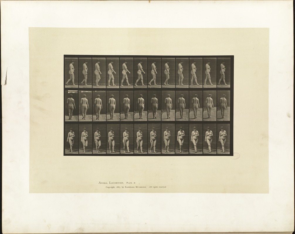 Animal locomotion. Plate 18