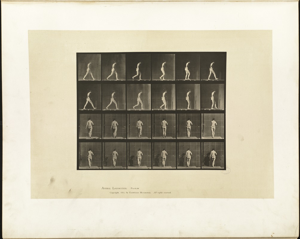 Animal locomotion. Plate 20