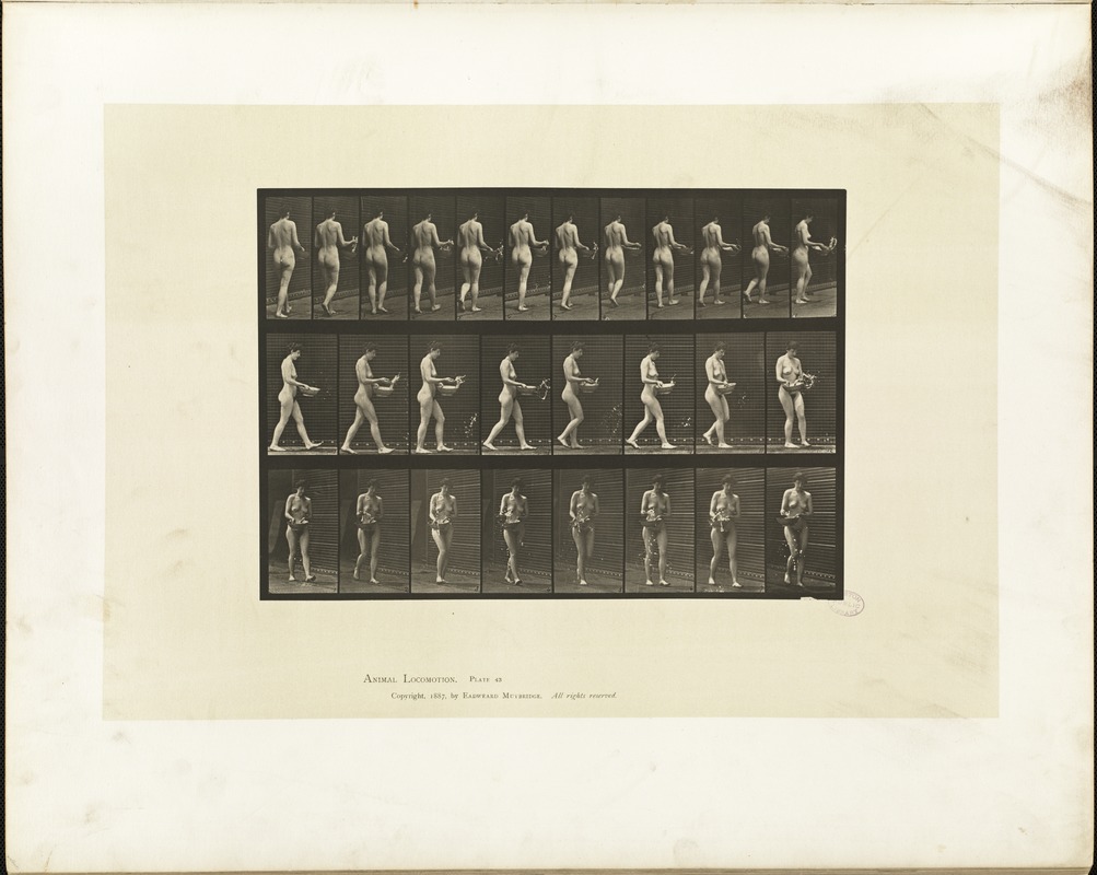 Animal locomotion. Plate 43