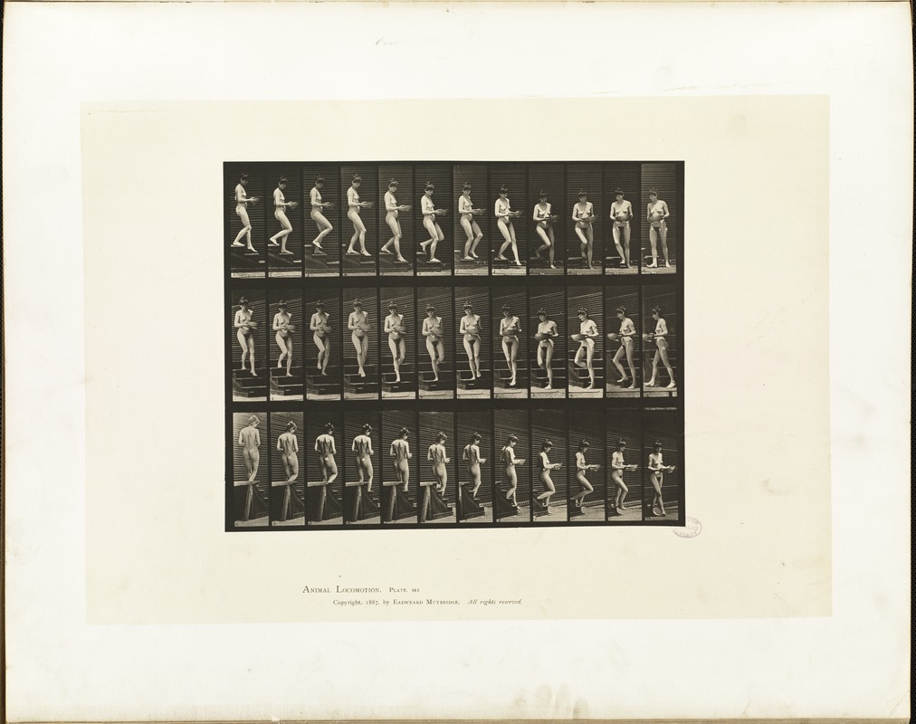 Animal locomotion. Plate 144