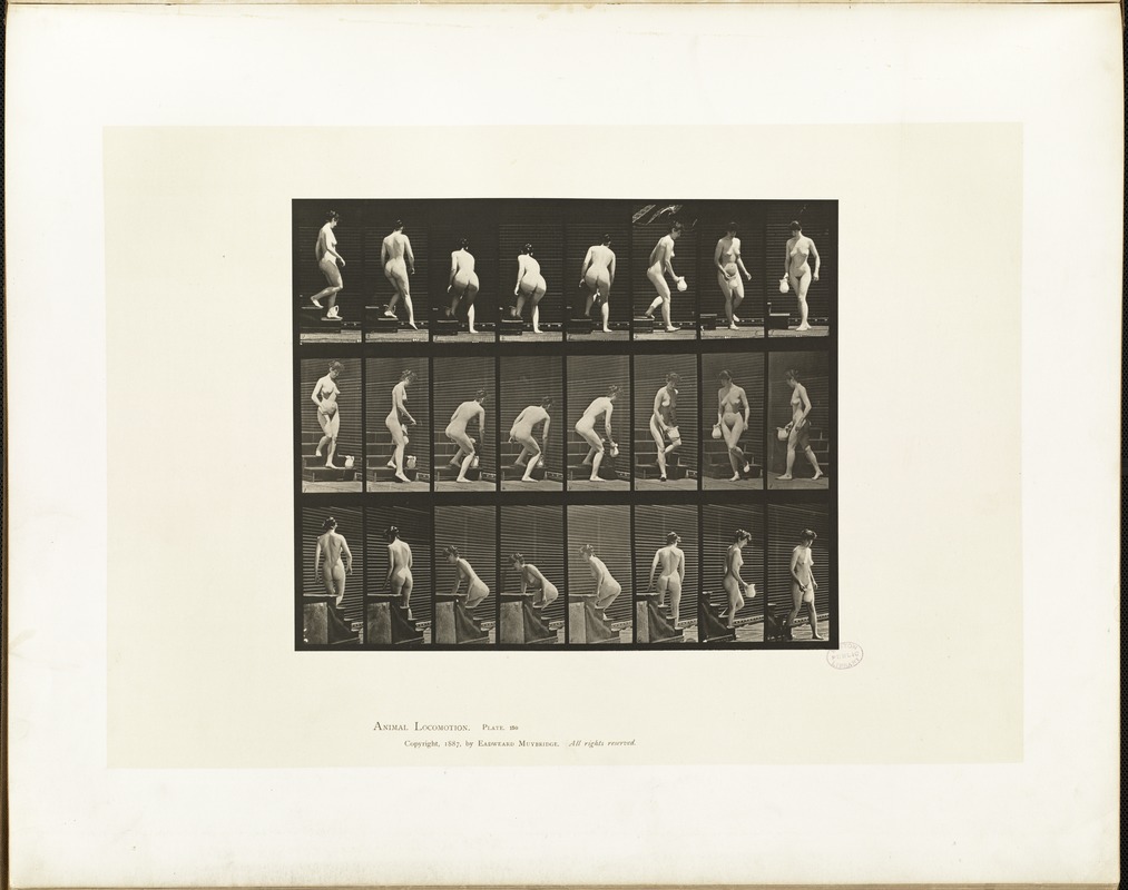 Animal locomotion. Plate 150