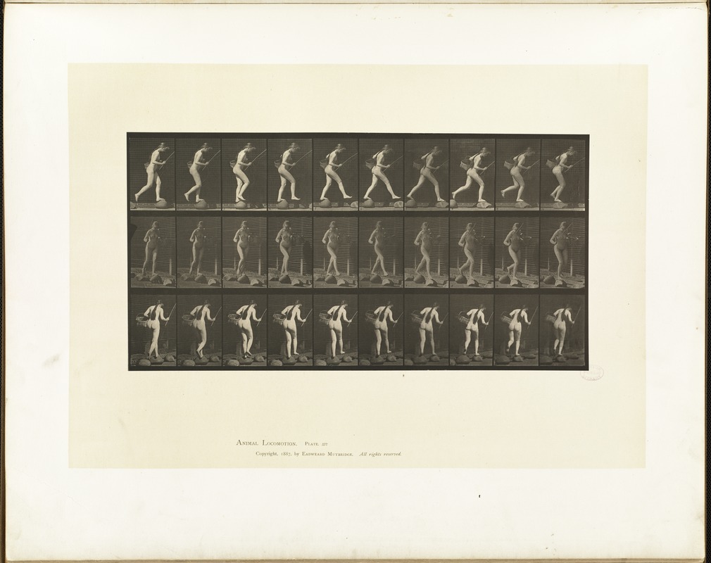 Animal locomotion. Plate 177
