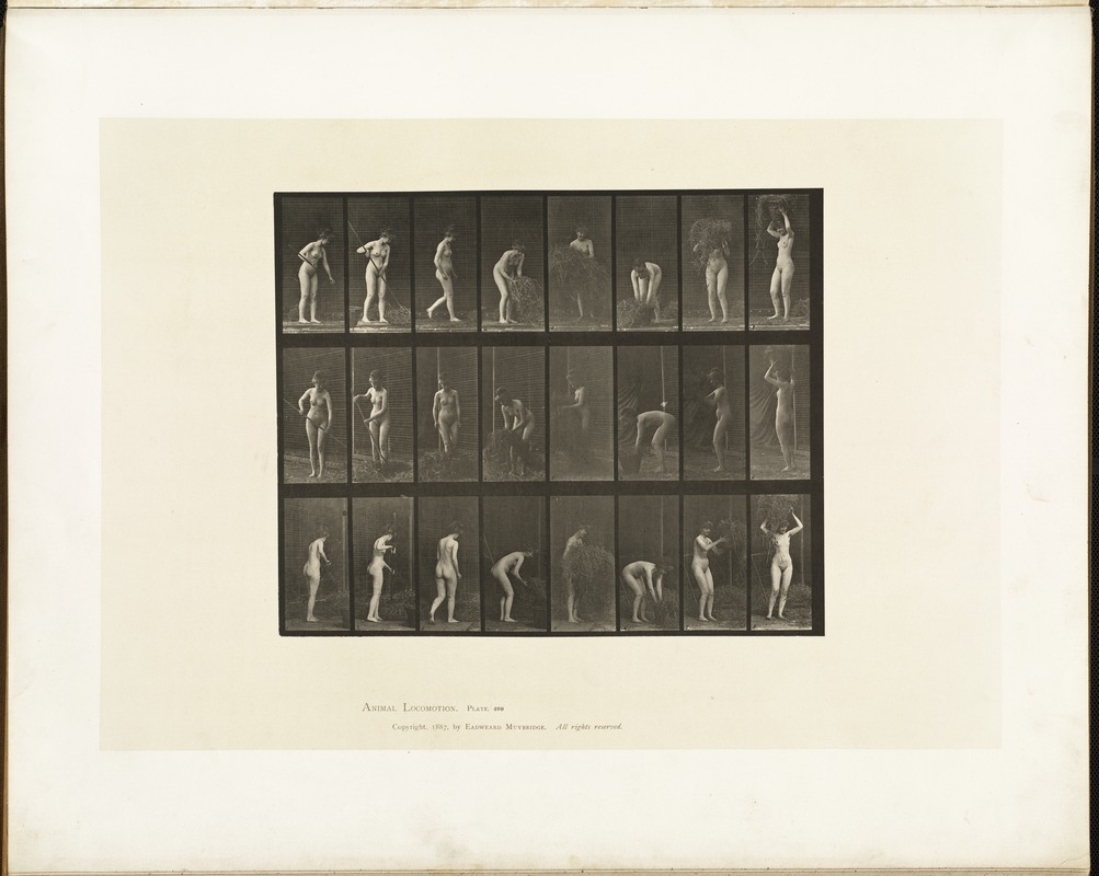 Animal locomotion. Plate 499