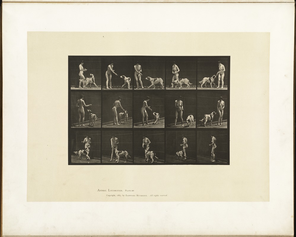 Animal locomotion. Plate 514