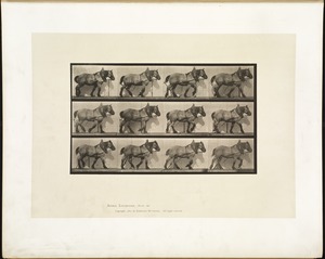 Animal locomotion. Plate 563