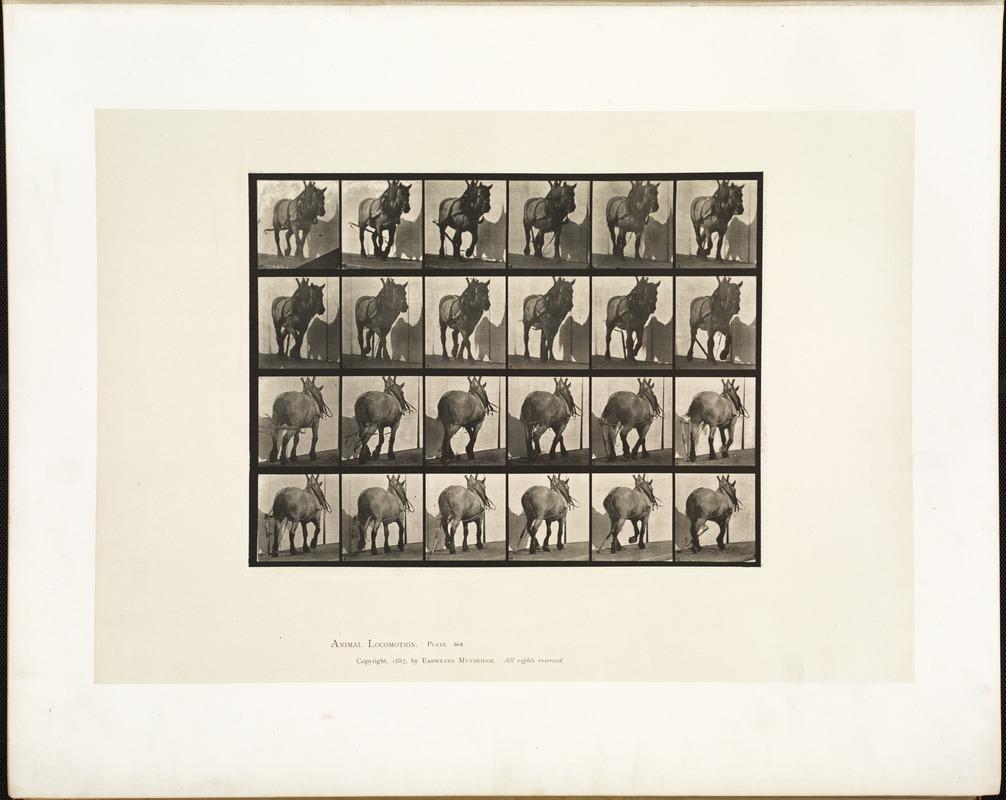 Animal locomotion. Plate 564