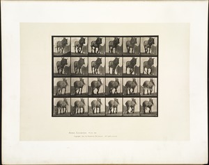 Animal locomotion. Plate 564