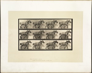 Animal locomotion. Plate 565