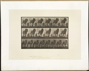 Animal locomotion. Plate 566